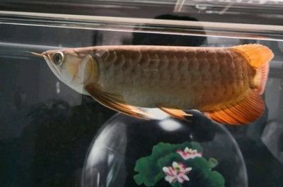 龍魚得了腸炎怎么辦啊