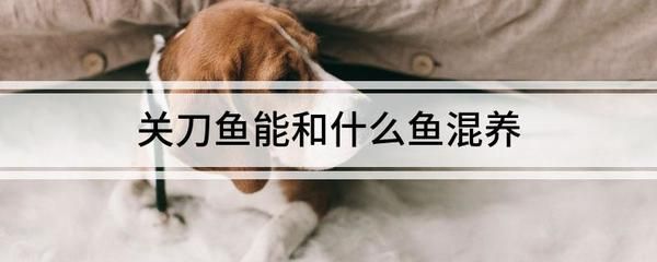 三間鼠魚與龍魚混養技巧（三間鼠魚和龍魚理論上可以混養但需要注意選擇適當的混養魚類）