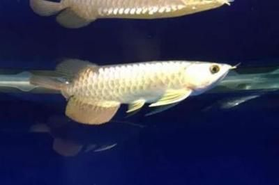 龍魚怎么抓才不會斷尾，如何防止龍魚在抓取過程中斷尾
