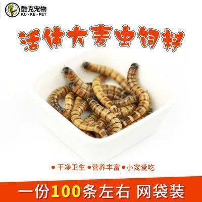 龍魚吃昆蟲，龍魚可以吃多種昆蟲類食物