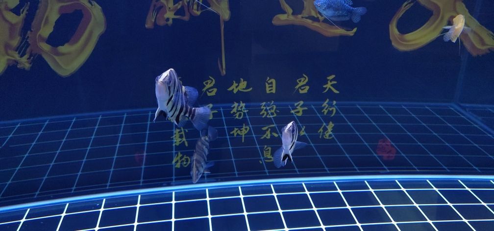茶色玻璃魚缸養(yǎng)魚（茶臺(tái)魚缸 玻璃）