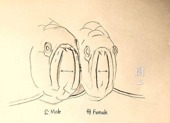 如何區分龍魚雌雄，龍魚性別鑒定的常見誤區