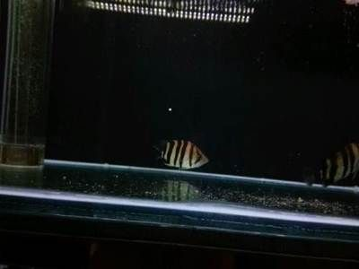 金龍魚用白缸還是黑缸好呢，金龍魚用白缸還是黑缸好