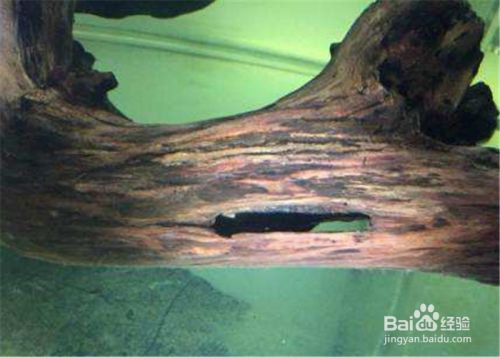 異形魚缸用什么背景（養異型魚缸底顏色）