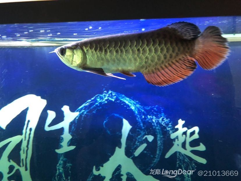 萊蕪修魚缸的電話地址查詢是多少（萊蕪二手魚缸交易市場）