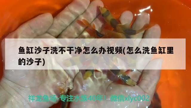 銀龍魚爛嘴（銀龍魚嘴巴撞爛了怎么辦）