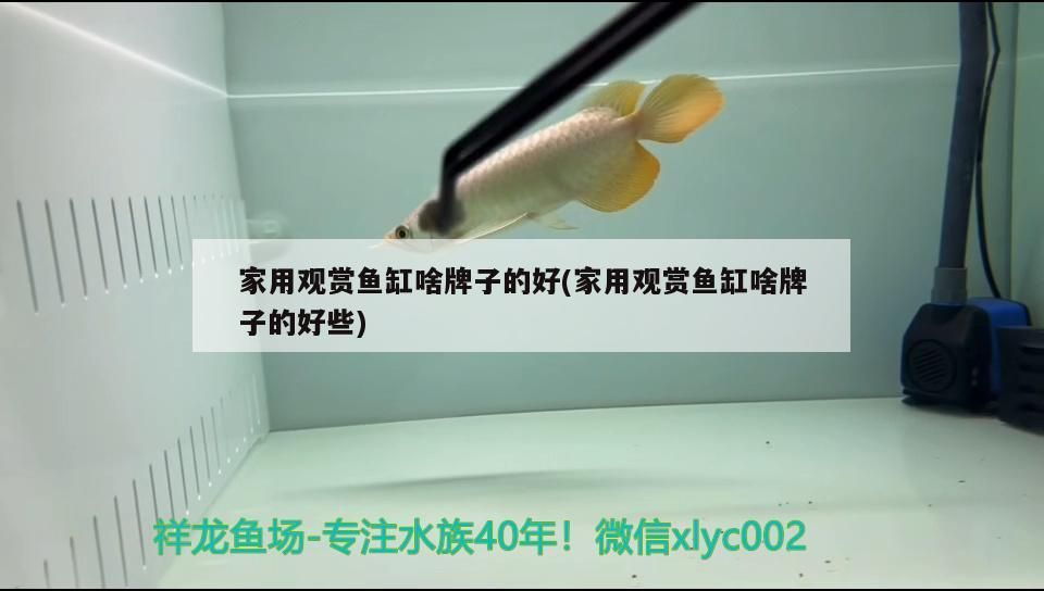 創星好還是森森好（創星森森和伊罕哪個好）
