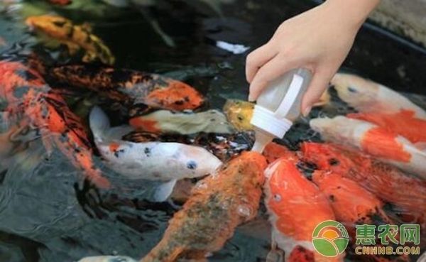 龍魚不吃蝦肉怎么回事兒