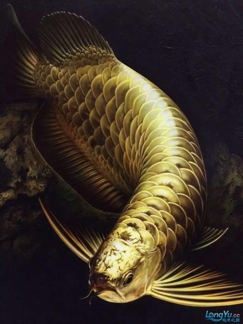 天水魚缸搬運視頻大全教程（魚缸搬運工）