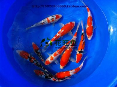 圓玻璃魚缸養(yǎng)什么植物最好看(圓玻璃魚缸養(yǎng)什么植物最好看呢)