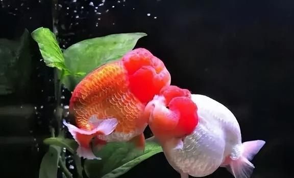 讓我來清理魚缸吧表情包可愛圖片(讓我來清理魚缸吧表情包可愛圖片大全)