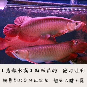 觀賞小龍魚