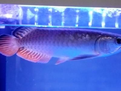 金龍魚鰭根發(fā)紅充血