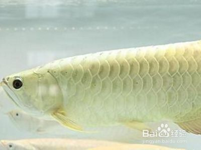 龍魚掉眼怎么辦_