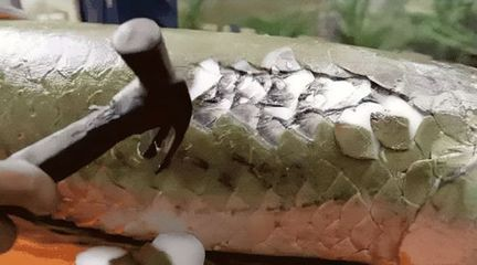 亞馬遜河魚種瀕危等級（亞馬遜河生態(tài)破壞原因巨骨舌魚人工養(yǎng)殖技術）
