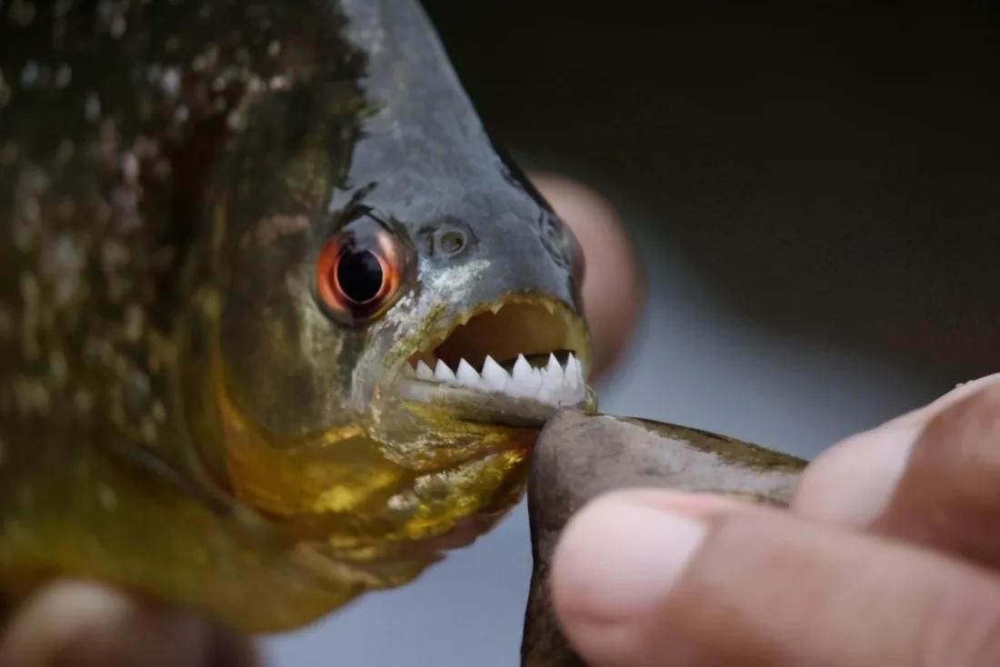 亞馬遜河魚種瀕危等級（亞馬遜河生態(tài)破壞原因巨骨舌魚人工養(yǎng)殖技術）