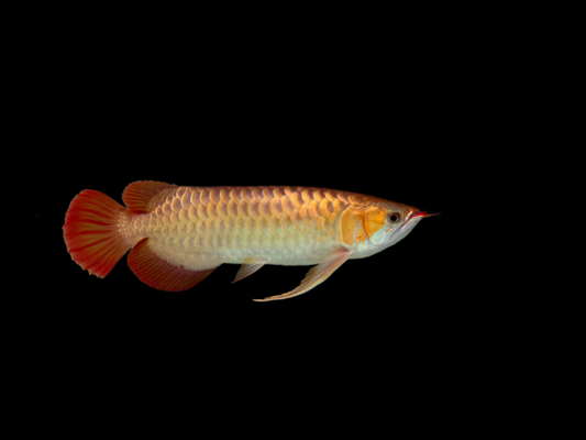 岳陽魚缸定制哪家好點（岳陽觀賞魚市場在哪）