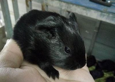 清道夫放魚缸里有用嗎（清道夫能把魚缸清理干凈嗎）