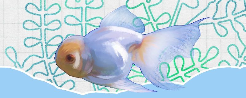 魚缸造景用什么木條最好（魚缸造景都可以用什么木頭）