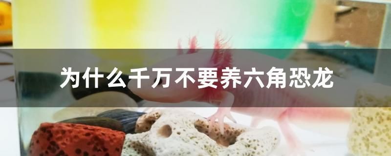 魚缸除藻劑什么成分最好（清理魚缸缸壁上的綠藻最好的方法）