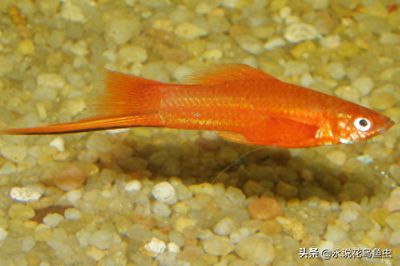 魚(yú)缸魚(yú)趴缸（魚(yú)缸魚(yú)趴缸是什么意思）