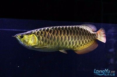 金龍魚和銀龍魚價格差別這么大_：金龍魚和銀龍魚在價格上的區別