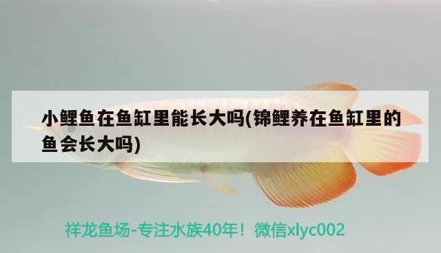 魚缸里長綠苔怎么辦（魚缸里長綠苔怎么辦小妙招）