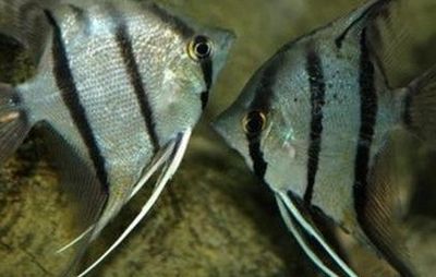 龍魚掉眼原因是什么引起的