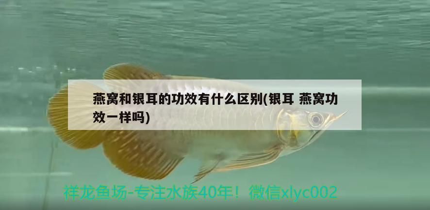 龍魚(yú)突然撞缸不吃食 龍魚(yú)忽然撞缸