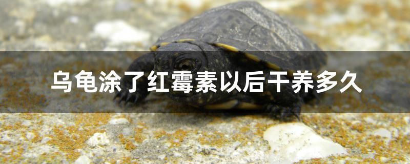 魚缸什么材質(zhì)好?（家里養(yǎng)魚魚缸放在什么位置好）