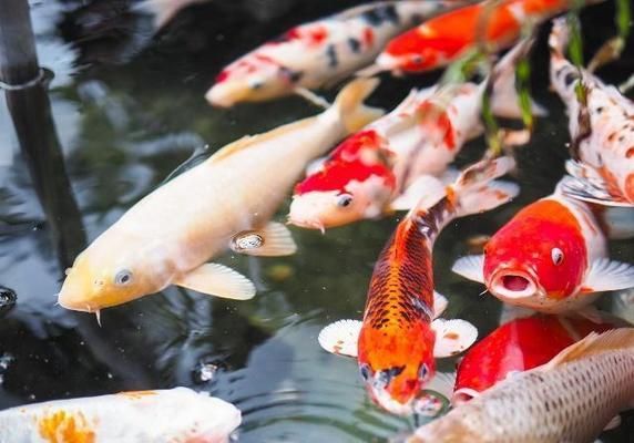 魚缸手動換水器多少錢 魚缸換水機好用嗎