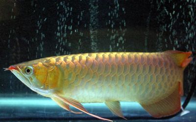 龍魚分辨公母圖，如何分辨龍魚公母