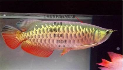 金龍魚多久發色完成啊：金龍魚發色周期金龍魚發色過程和發色過程圖解 金龍魚多久發色完成啊：金龍魚發色周期金龍魚發色過程和發色過程圖解 龍魚百科 第4張