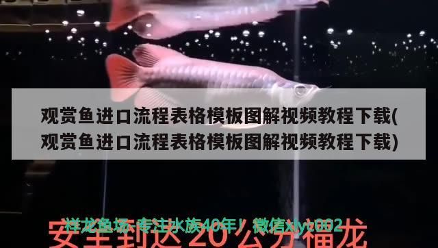 水龍魚圖片大全高清壁紙圖（水龍魚的圖片）