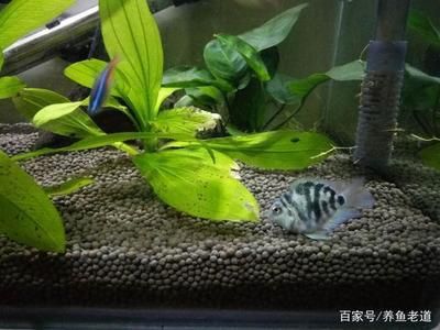 小型魚缸抽水泵怎么安裝（小型魚缸抽水泵怎么安裝視頻）