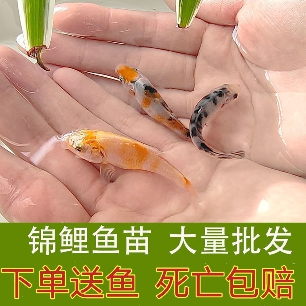 龍魚不吃冰凍食物怎么辦