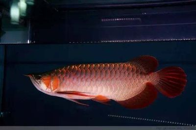 龍魚吃什么容易胖起來，如何判斷龍魚增肥的最佳飼料配方