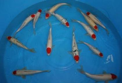 給龍魚喂什么魚比較好