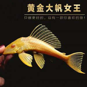 女王大帆會被龍魚吃嗎