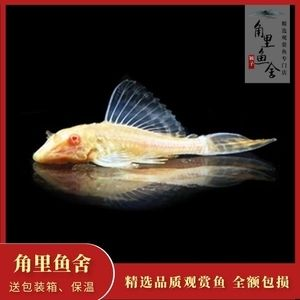 女王大帆會被龍魚吃嗎