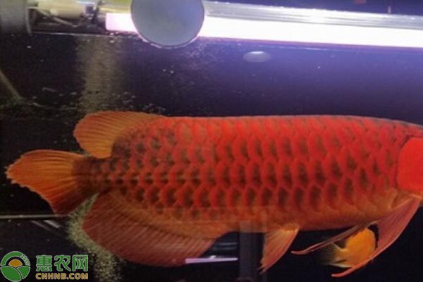 70公分紅龍魚
