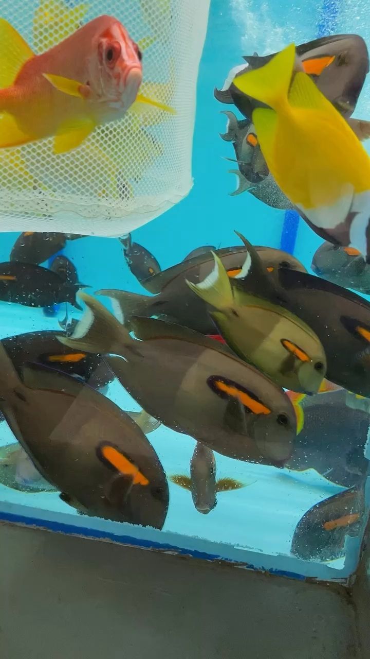 張家口二手魚缸交易市場在哪兒啊（張家口賣魚缸的地方在哪）