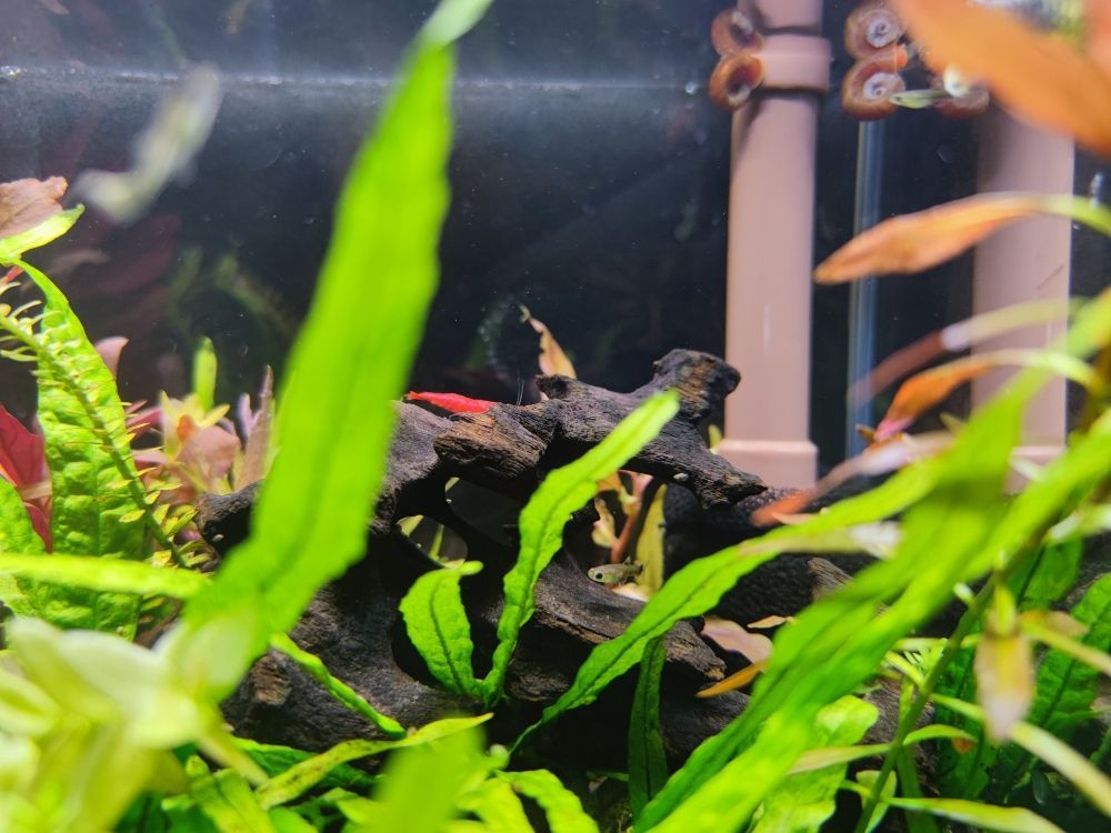 魚缸用的凈水劑（魚缸的凈水劑哪種比較好）