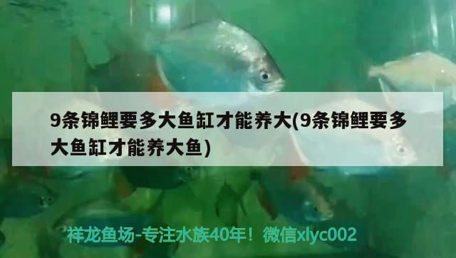印尼紅龍魚(yú)價(jià)格表大全圖（印尼紅龍魚(yú)價(jià)格表大全圖解）