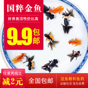 觀賞金龍魚什么價格最好養