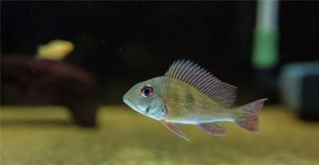 鞍山觀賞魚批發(fā)市場(chǎng)在哪：2020年鞍山觀賞魚市場(chǎng)幾點(diǎn)開