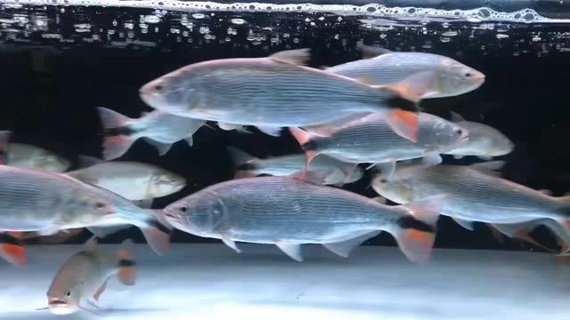 龍魚跳缸了,能摔出內傷不 龍魚跳缸了,能摔出內傷不死嗎