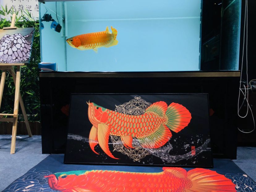 龍魚在水面不動正常嗎怎么回事：龍魚呆在水面不游動怎么治療