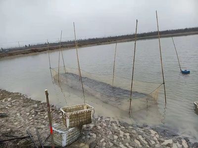 紅龍魚屬于什么品種的魚_