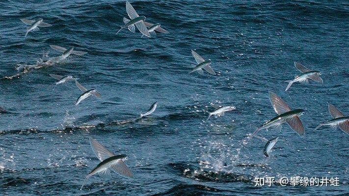 龍魚捕食沛溫翼龍